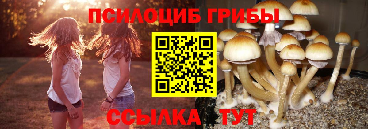Псилоцибиновые грибы Psilocybe Строитель